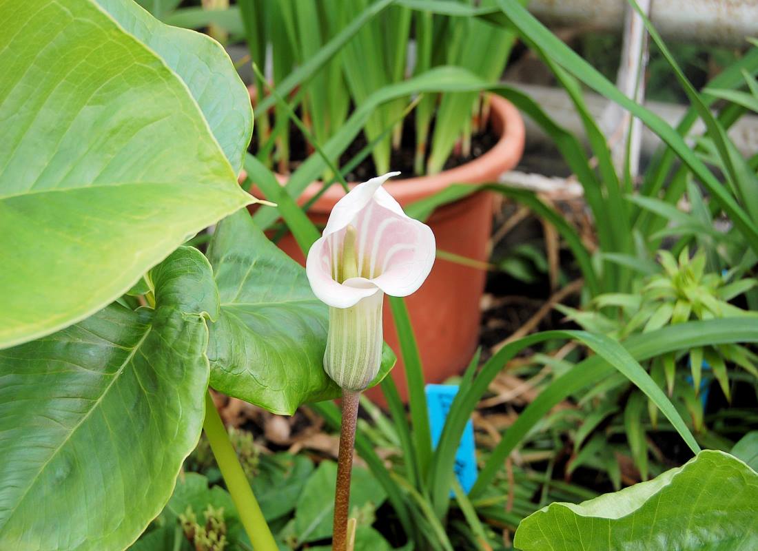 Arisaema candidissima Arisaema candidissima