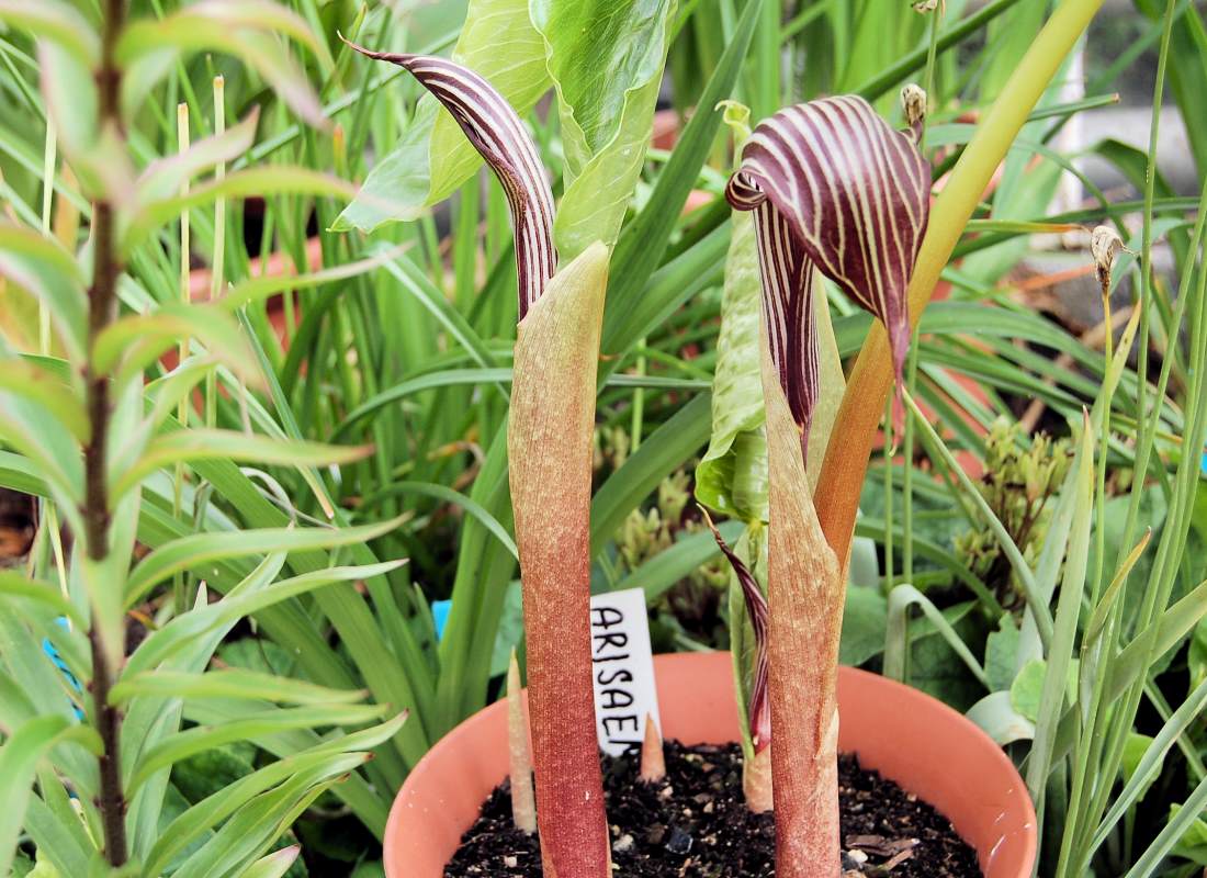 Arisaema ringens Arisaema ringens