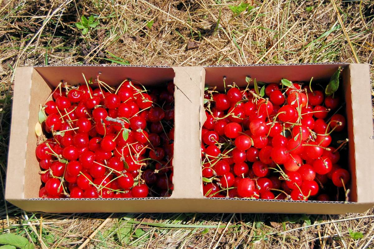 Višně vlevo drobnější tmavý Favorit, vpravo vetší Královna Hortenzie