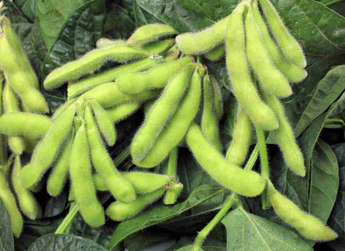 V průběhu vegetace je edamame nenáročná, vyžaduje pouze odplevelení