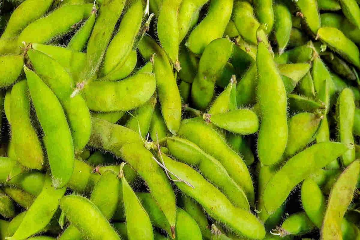 Termín sklizně je pro edamame zásadní, lusky na rostlině dozrávají najednou