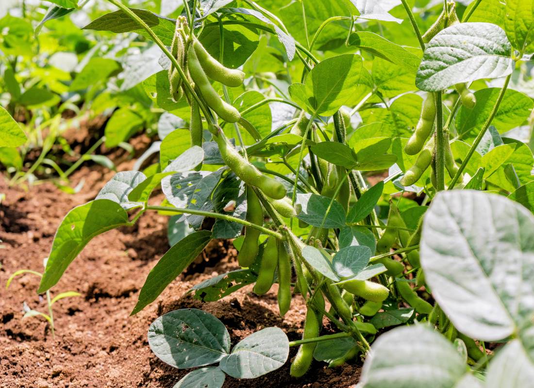 Edamame roste keříčkovitě a vzpřímeně