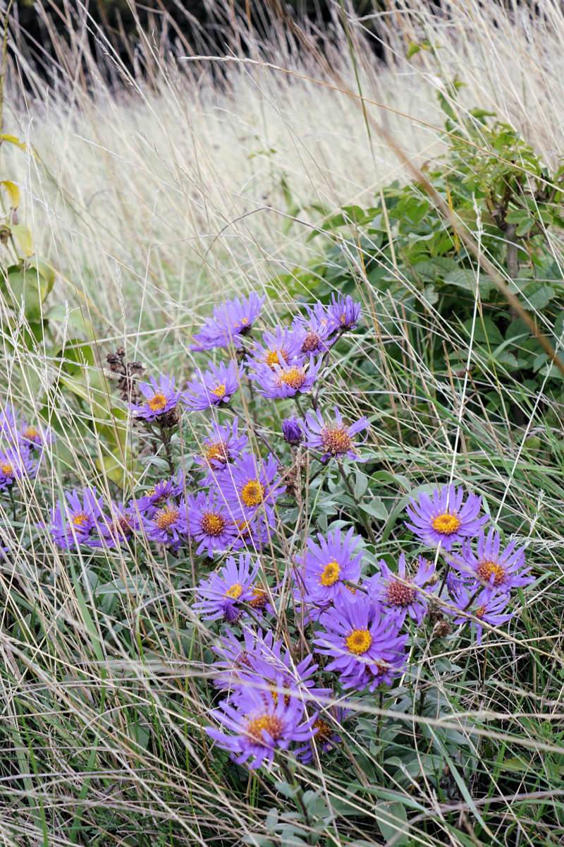 Aster amellus, Pálava, říjen Aster amellus, Pálava, říjen