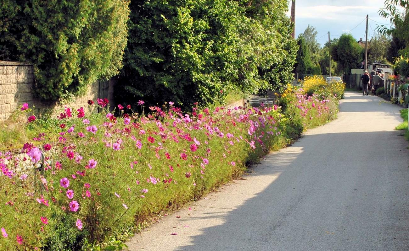 1 - Kvetoucí pás nad korytem říčky Veřejná výsadba - kvetoucí pás