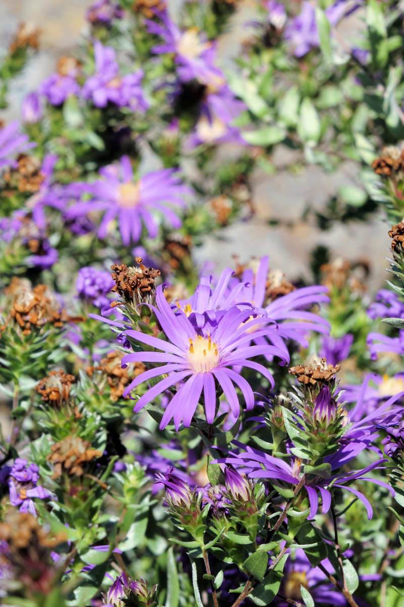 Aster sericeus Aster sericeus