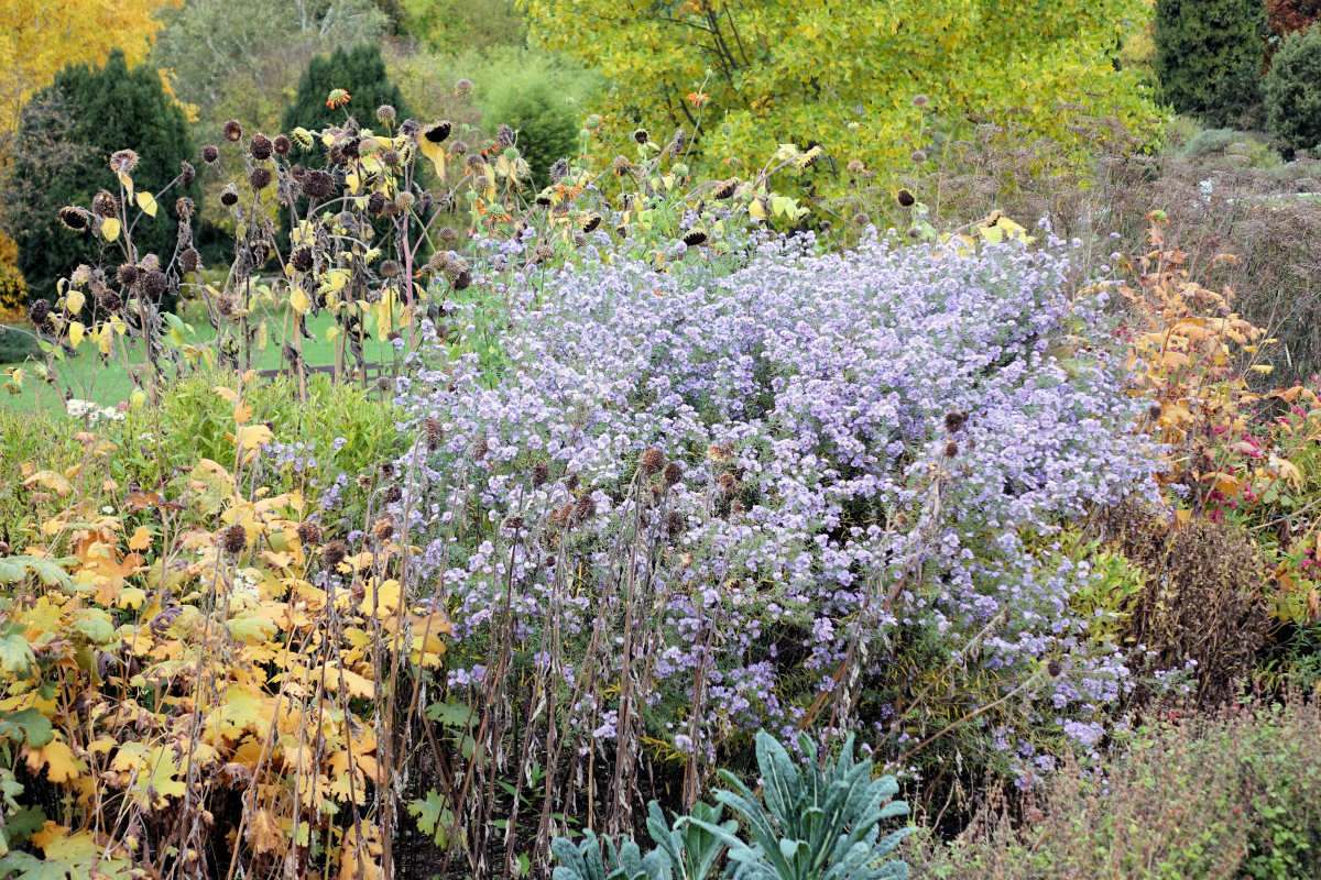 Aster x amethystinus Freiburg Hvězdnice ametystová