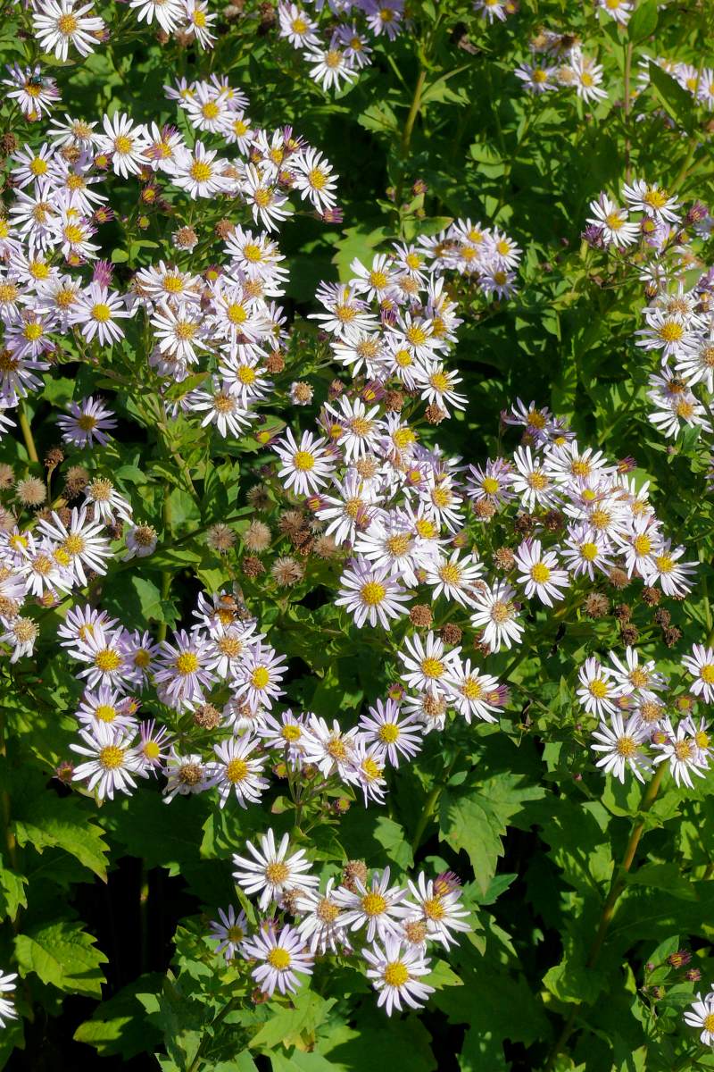 Aster ageratoides Asran Aster ageratoides Asran