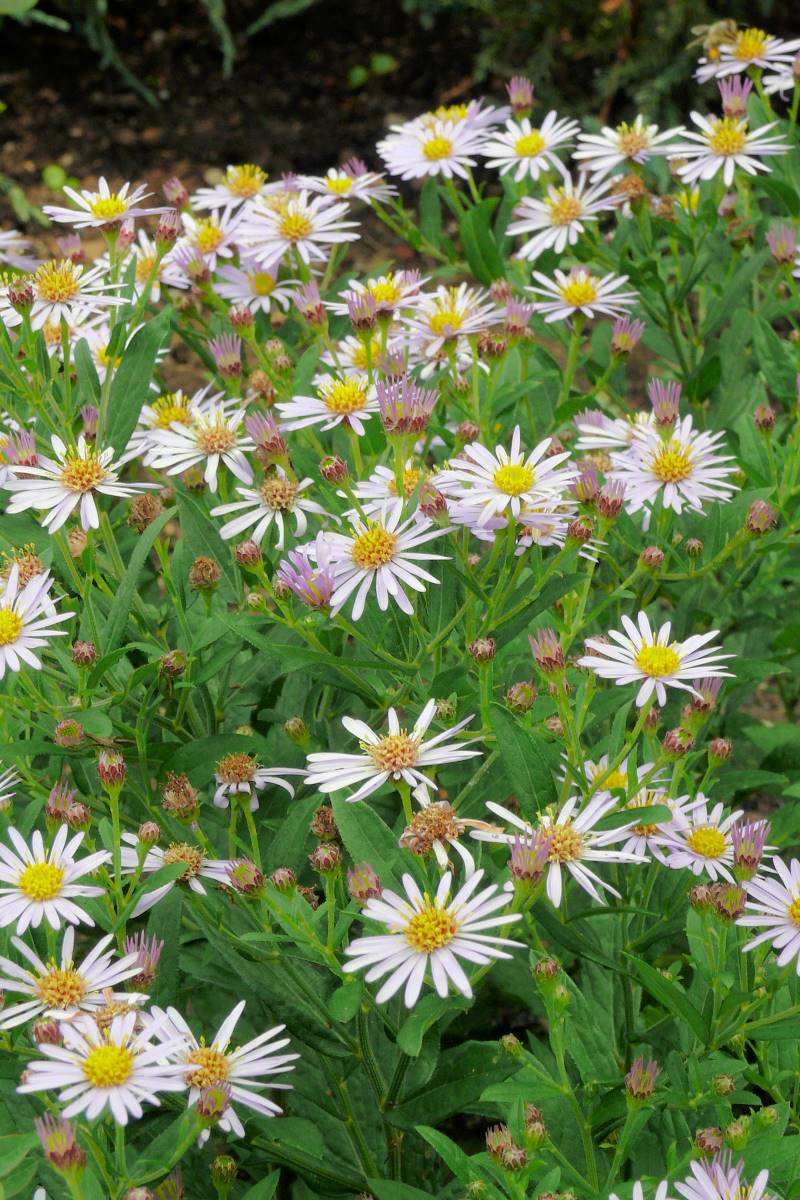 Aster ageratoides Blaukuppel Aster ageratoides Blaukuppel