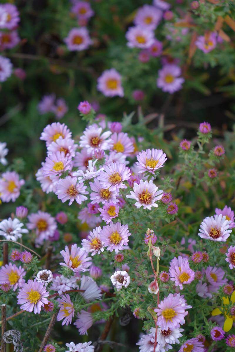 Aster x amethystinus Kylie Aster x amethystinus Kylie