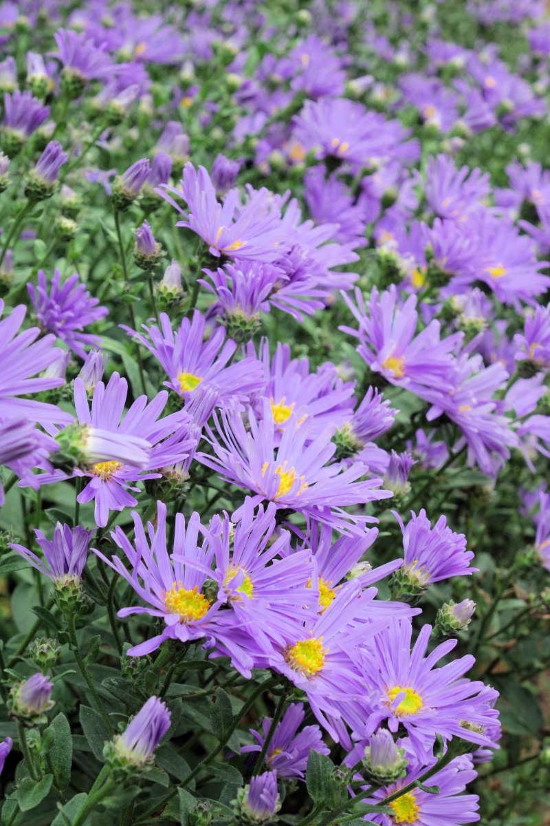 Aster amellus Dwarf King Aster amellus Dwarf King