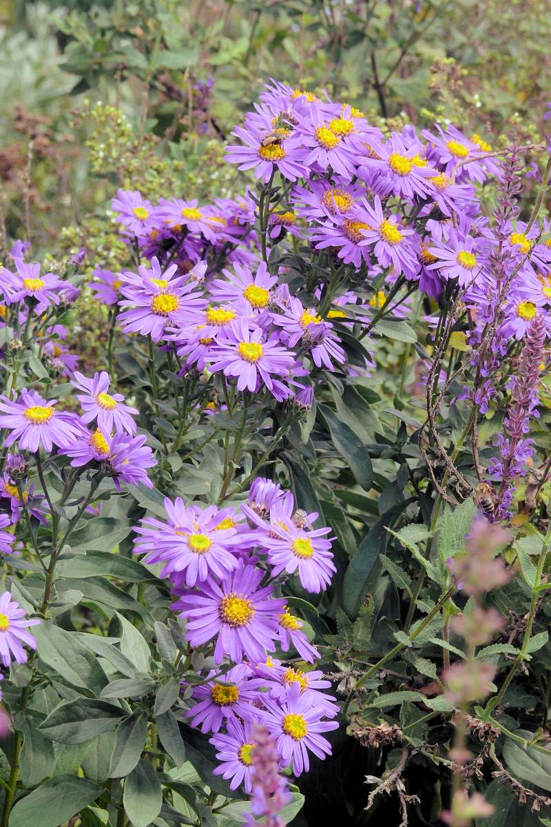 Aster amellus Forncett Flourish Aster amellus Forncett Flourish