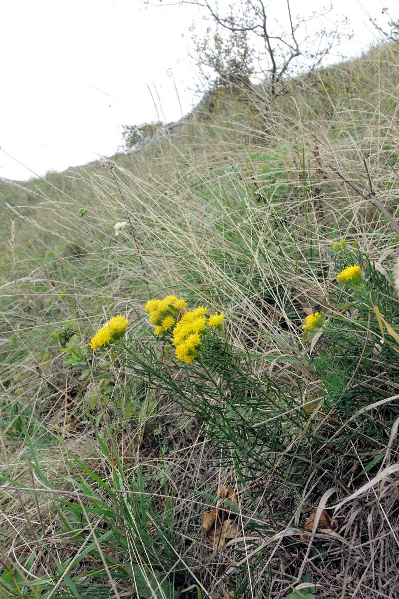 Aster linosyris, Pálava Aster linosyris, Pálava