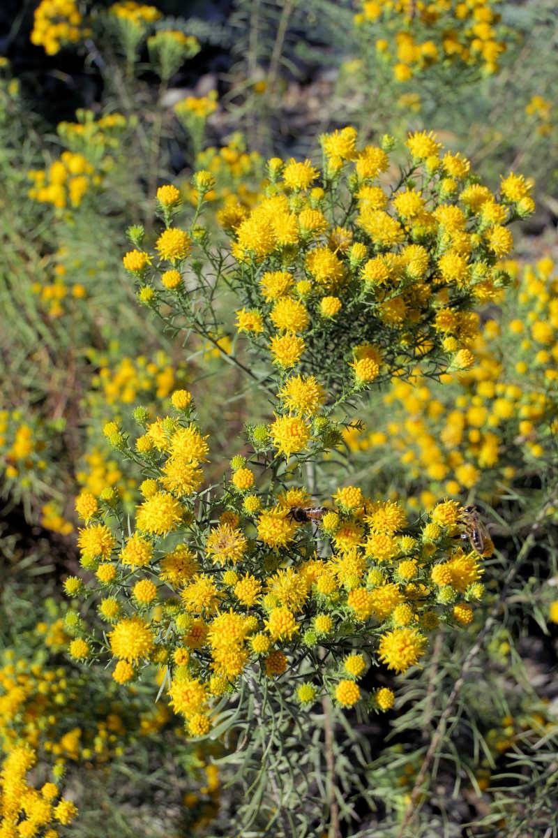 Aster linosyris Aster linosyris