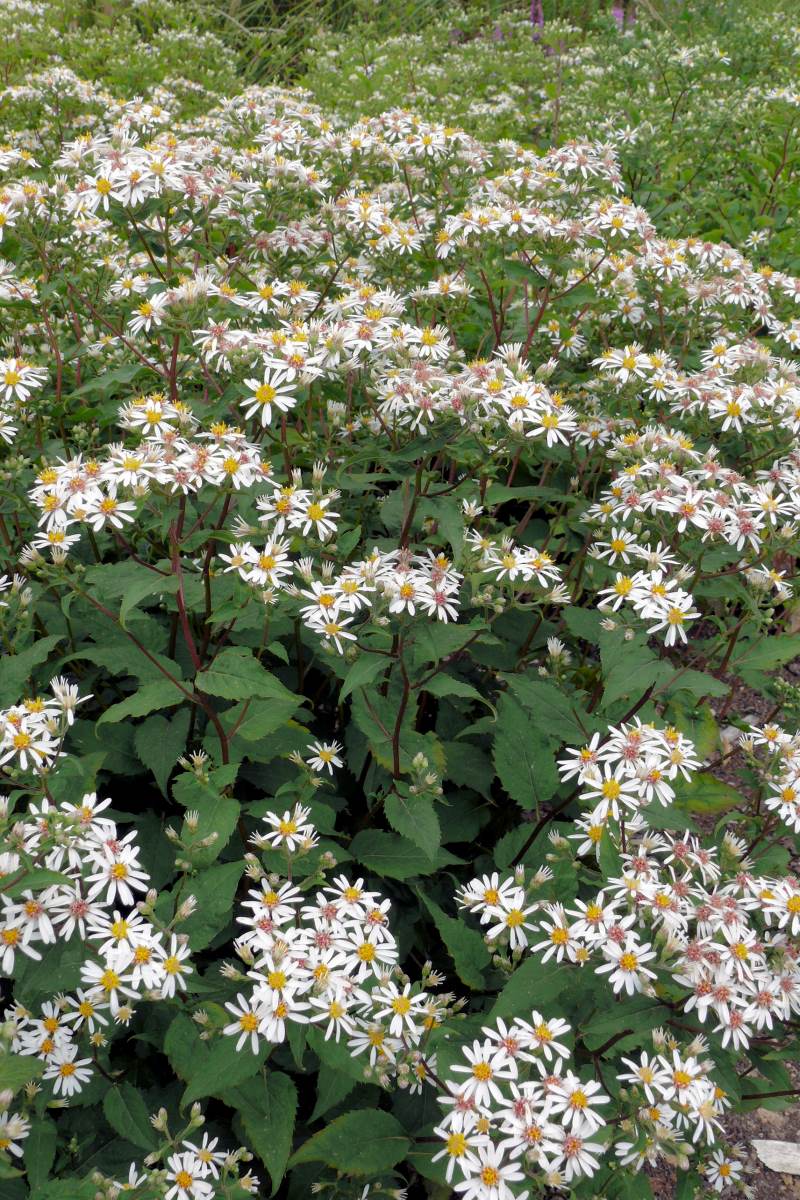 Aster divaricatus Aster divaricatus
