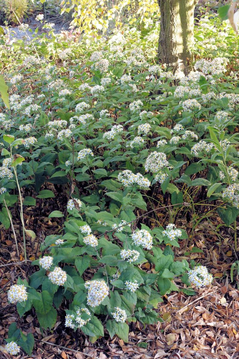 Aster divaricatus v podrostu listnatých stromů Aster divaricatus v podrostu listnatých stromů