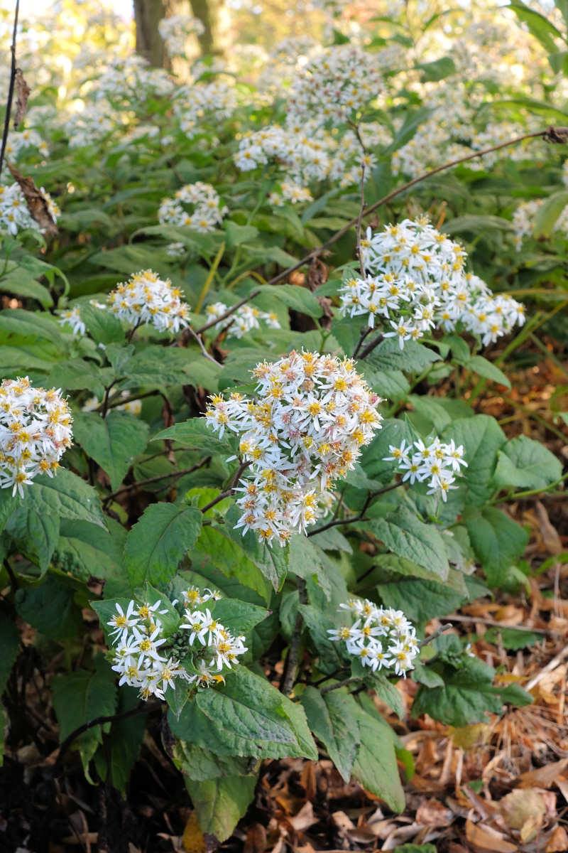 Aster divaricatus Aster divaricatus