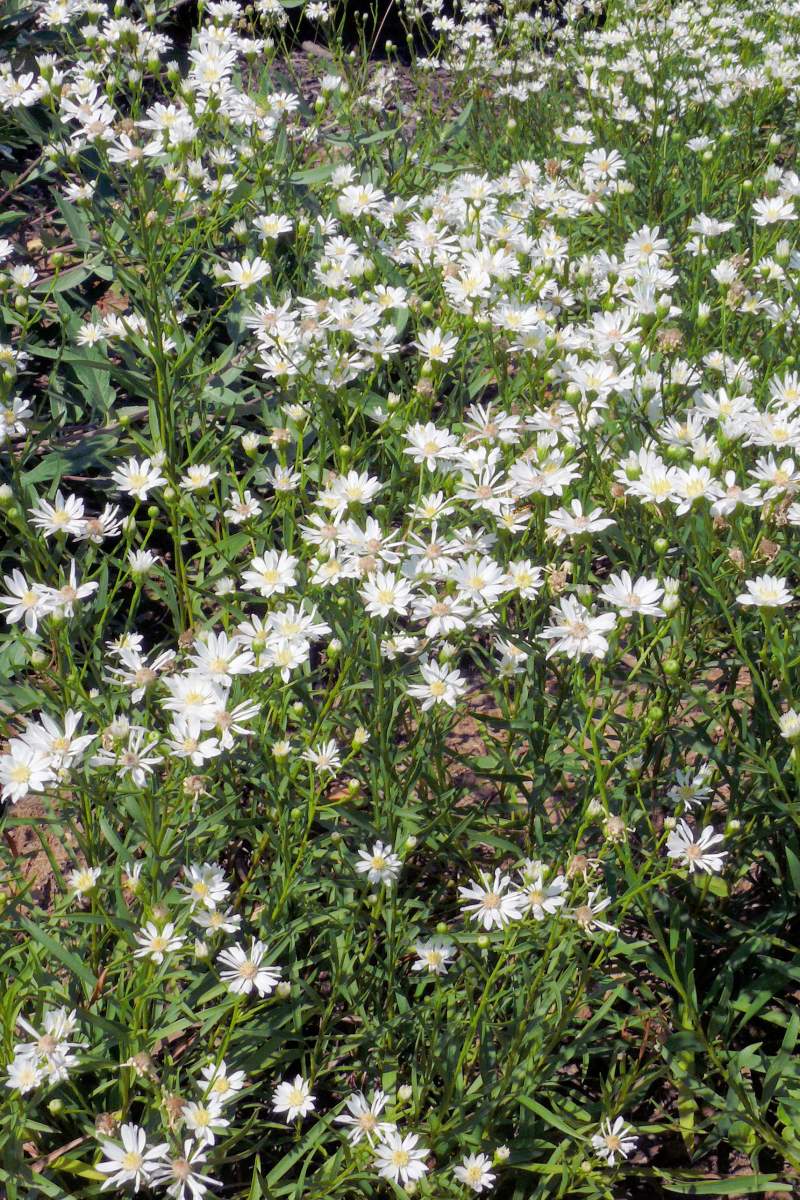 Aster ptarmicoides Aster ptarmicoides