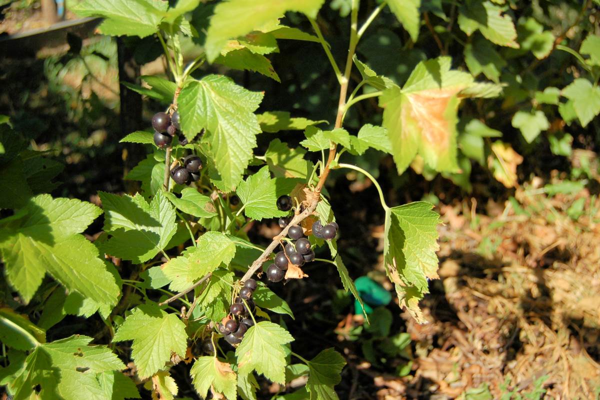 Třešňový (Čerešněvyj) je sladká odrůda s minimem kyselin i aromatu černého rybízu Třešňový (Čerešněvyj) je sladká odrůda s minimem kyselin i aromatu černého rybízu