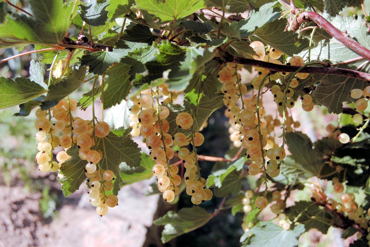 Vitamíny za humny: drobné ovoce, které zvládne pěstovat každý