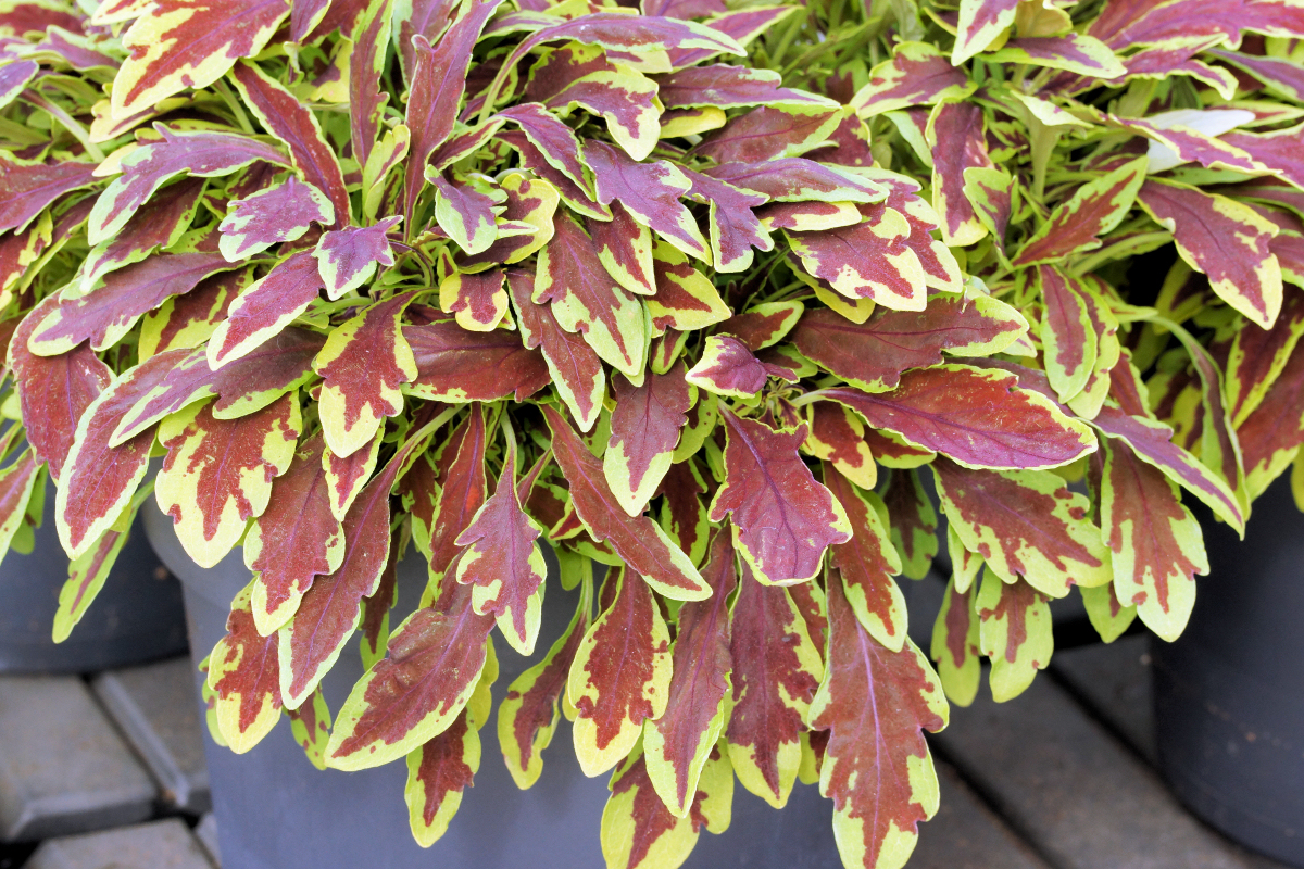 Grown Jewel