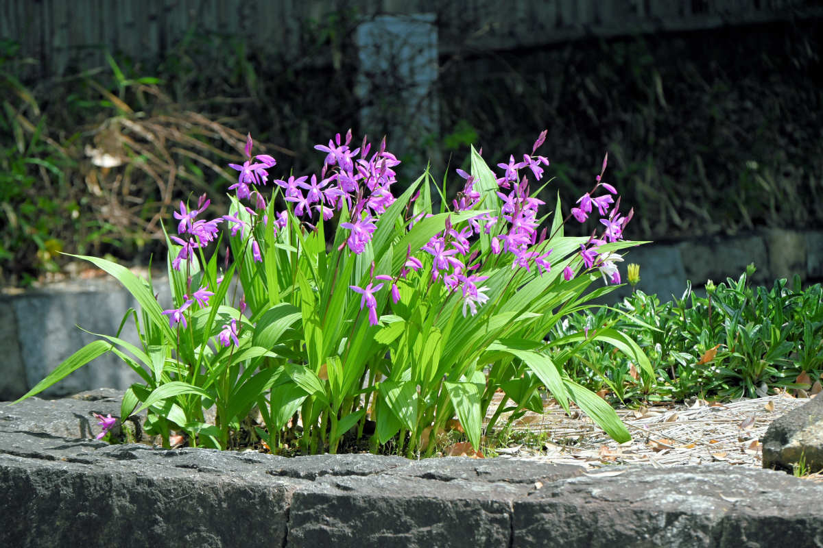 Bletilla striata – zajímavá zahradní orchidej