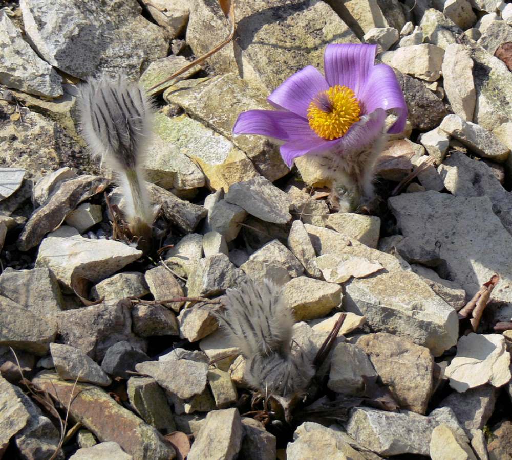 Koniklec (Pulsatilla) Koniklec