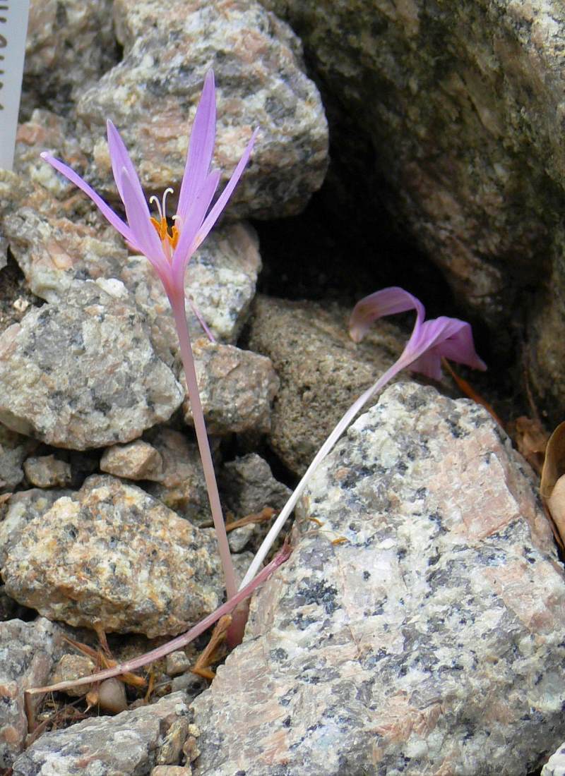 Ocún (Colchicum alpinum) Ocún