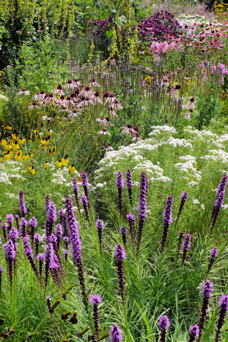 Letní kompozice pro sušší stanoviště (Liatris, Pycnanthemum tenuifolium a Echinacea pallida) Letní kompozice pro sušší stanoviště (Liatris, Pycnanthemum tenuifolium a Echinacea pallida)