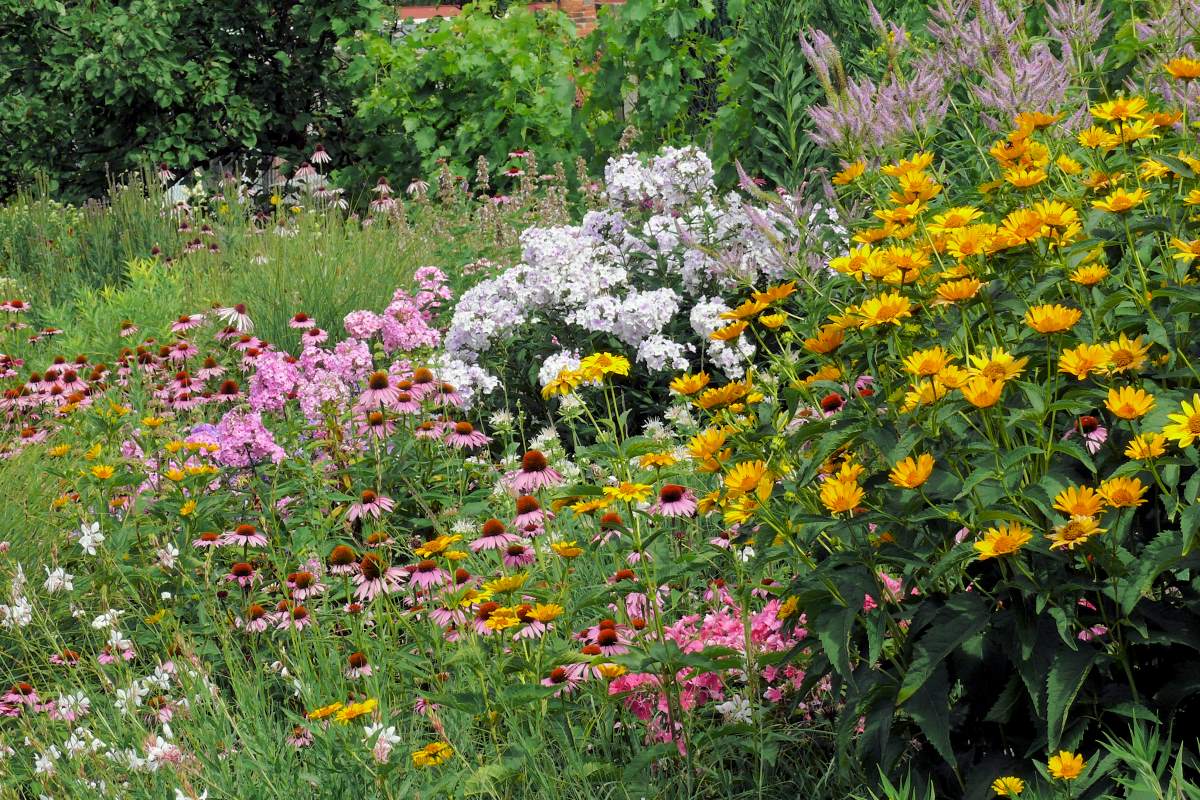 Letní záhon v popředí s janebou (Heliopsis) Letní záhon v popředí s janebou (Heliopsis)