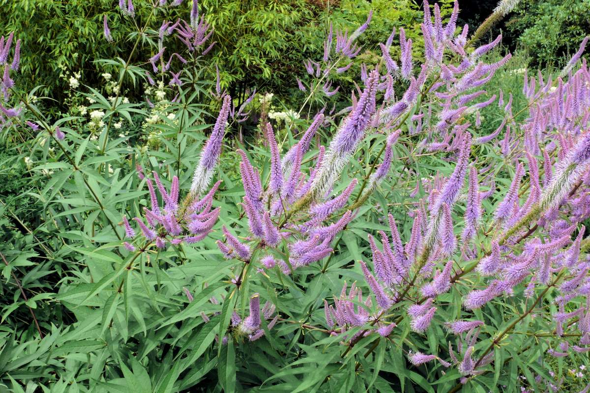 Rozrazilovec (Veronicastrum) Fascination patří mezi nejhezčí kultivar tohoto druhu Rozrazilovec (Veronicastrum) Fascination patří mezi nejhezčí kultivar tohoto druhu