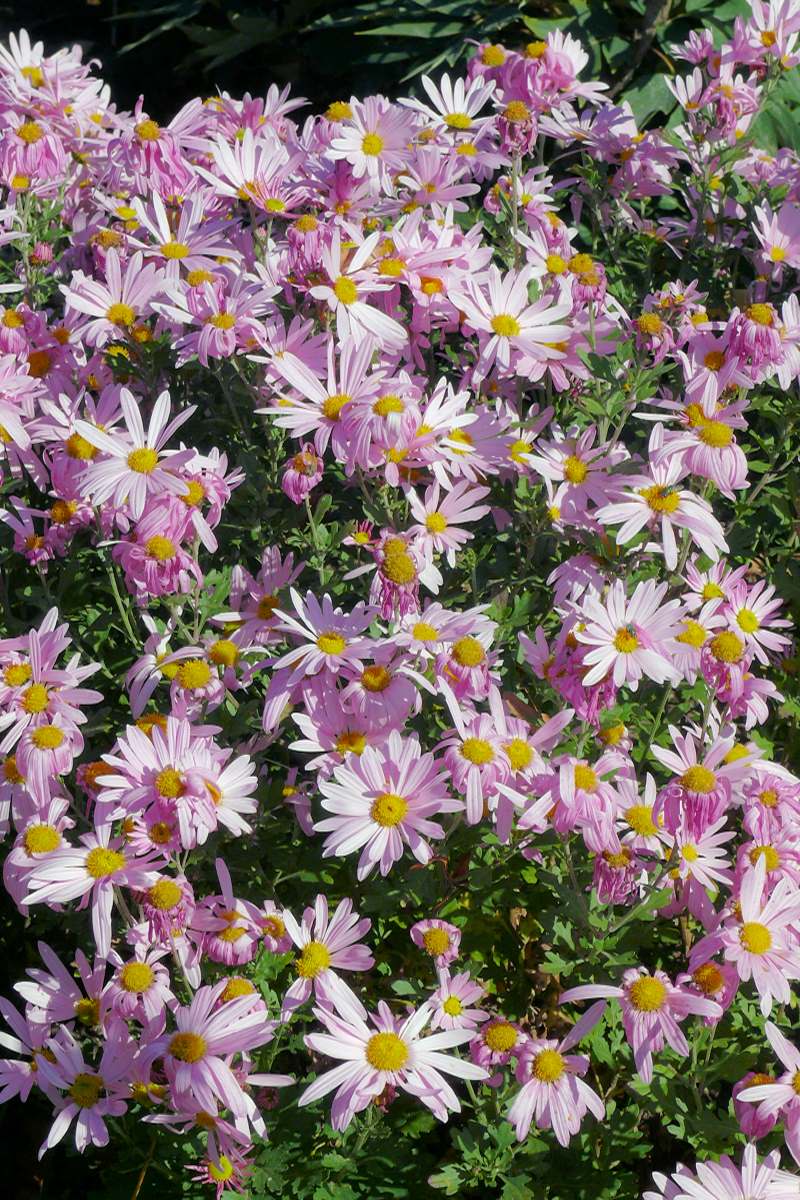 Chrysanthemum Clara Curtis Chrysanthemum Clara Curtis