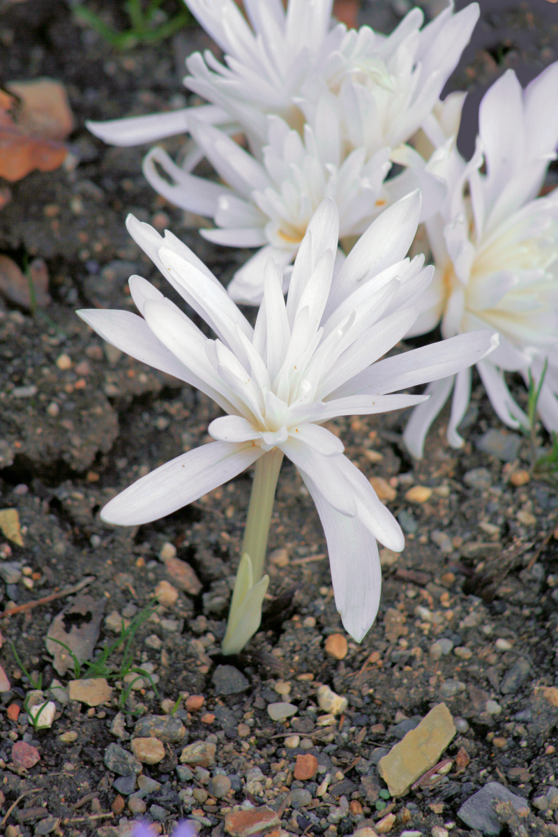 Colchicum autumnale Alboplena Colchicum autumnale Alboplena