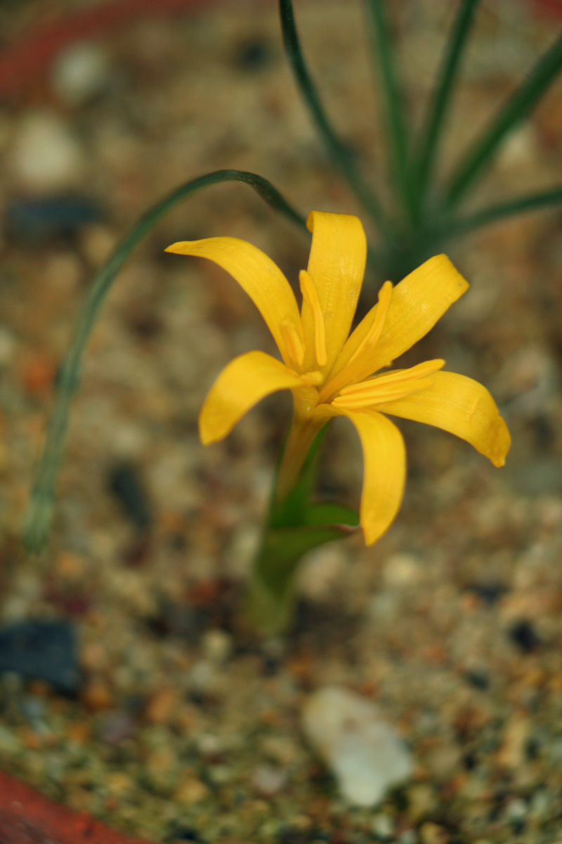 Colchicum luteum roste v horách střední Asie Colchicum luteum roste v horách střední Asie