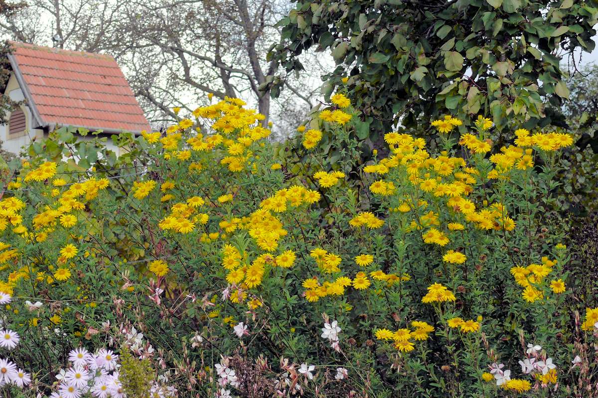 Heterotheca camporum Sunshine Heterotheca camporum Sunshine