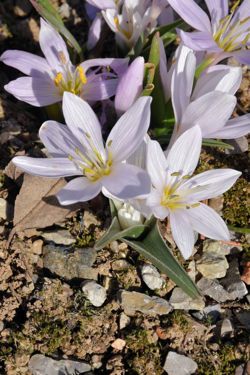 Colchicum hungaricum Velebit Star - ocún maďarský pochází ze severního Balkánu Colchicum hungaricum Velebit Star - ocún maďarský pochází ze severního Balkánu
