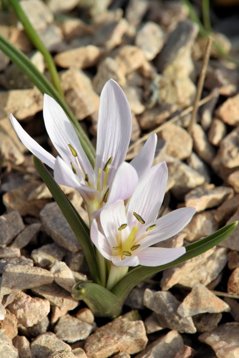 Colchicum szovitsii - ocún sovětský patří k jarním druhům Colchicum szovitsii - ocún sovětský patří k jarním druhům
