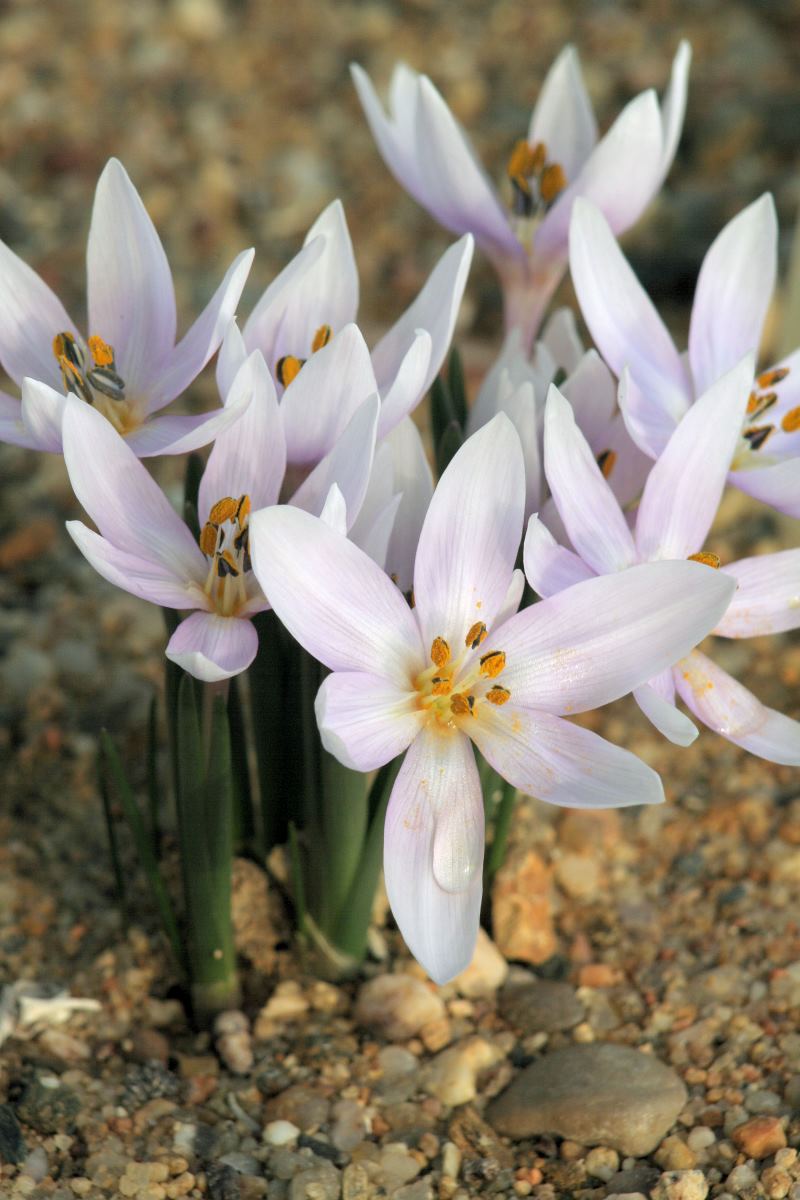 Colchicum szovitsii roste v severním Turecku a na Kavkazu Colchicum szovitsii roste v severním Turecku a na Kavkazu