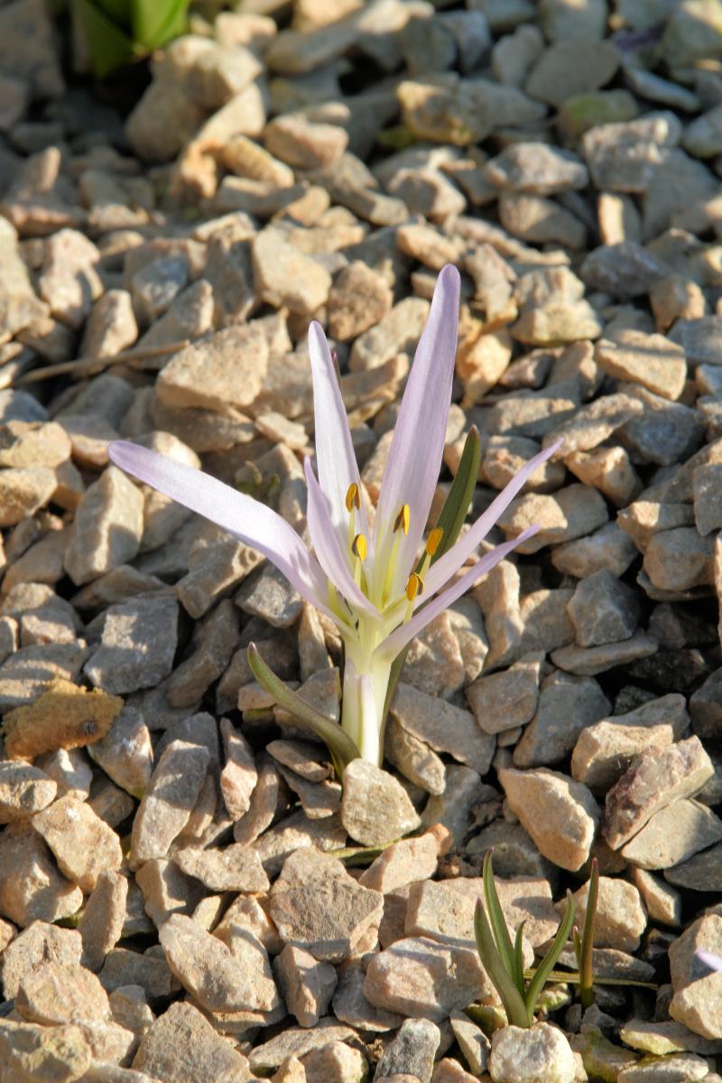 Colchicum soboliferum - drobný jarní druh s atypickým chobotovitým tvarem hlízy Colchicum soboliferum - drobný jarní druh s atypickým chobotovitým tvarem hlízy