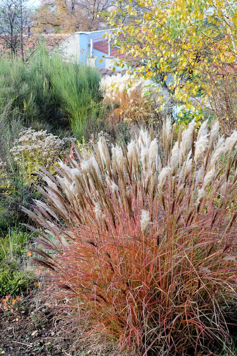 Miscanthus sinensis Red Chief Miscanthus sinensis Red Chief