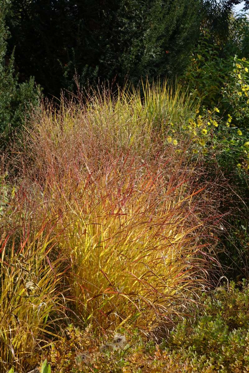 Proso prutnaté (Panicum virgatum) Kurt Bluemel Proso prutnaté (Panicum virgatum) Kurt Bluemel