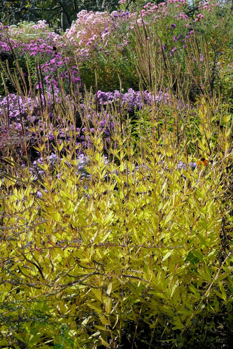 Veronicastrum virginicum – podzimní zbarvení listů Veronicastrum virginicum – podzimní zbarvení listů