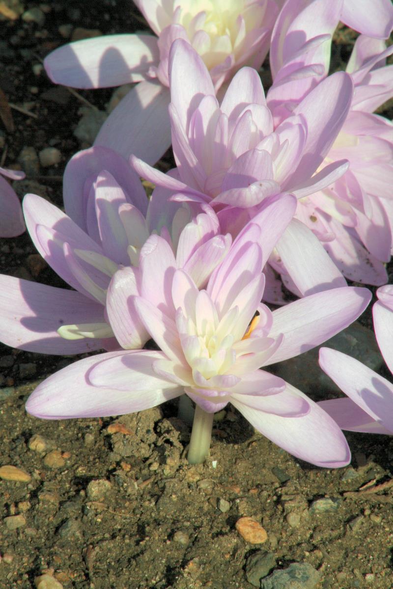 Colchicum autumnale Pleniflorum Colchicum autumnale Pleniflorum