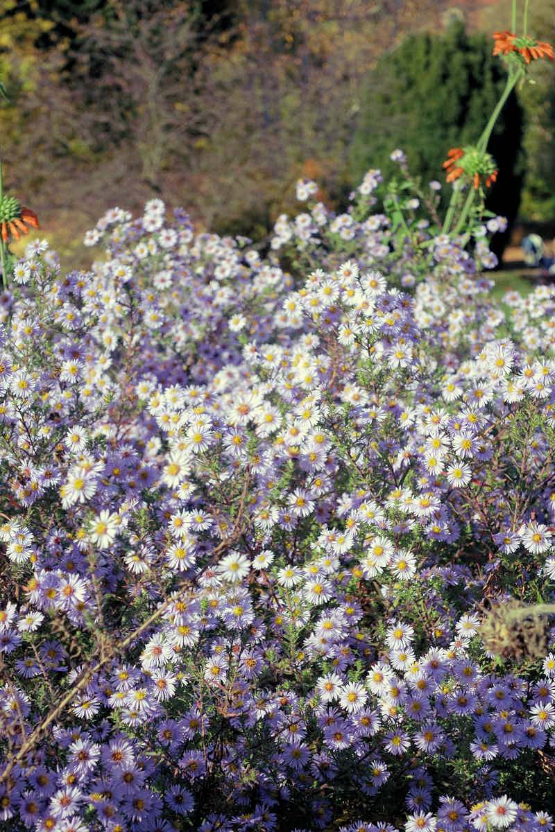 Aster x amethystinus Freiburg koncem října Aster x amethystinus Freiburg koncem října
