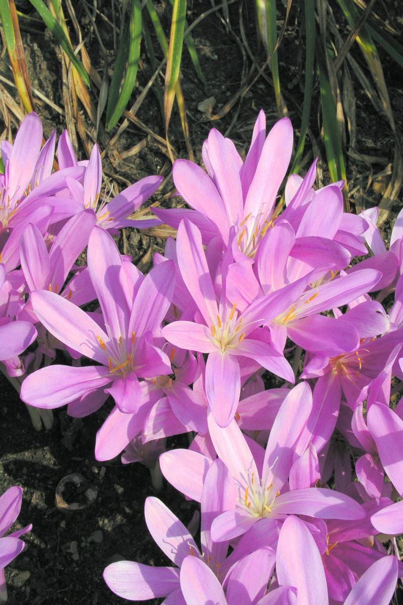 Colchicum hybridum Lilac Wonder Colchicum hybridum Lilac Wonder