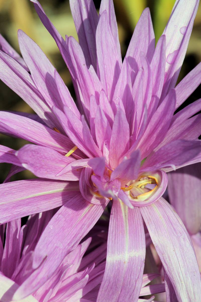 Colchicum Waterlily - nejznámější plnokvětá odrůda Colchicum Waterlily - nejznámější plnokvětá odrůda