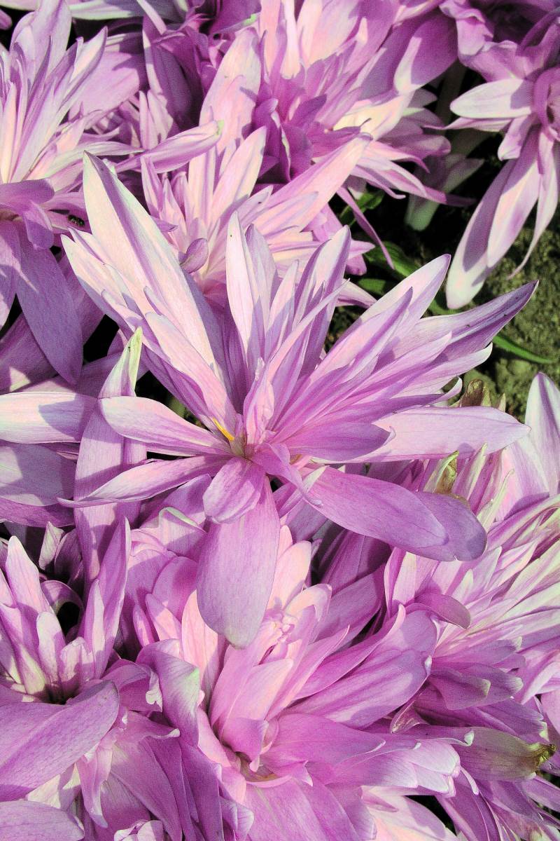 Colchicum hybridum Colchicum hybridum