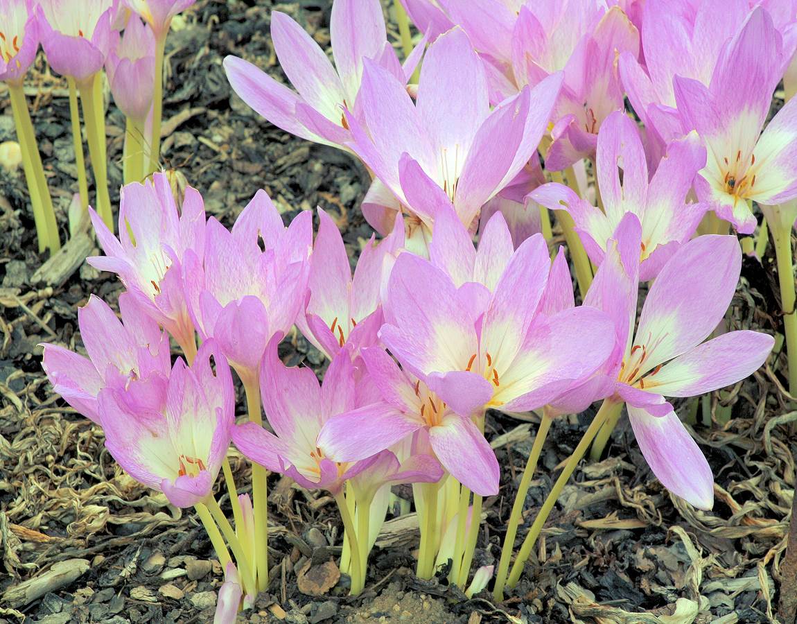 Colchicum speciosum pochází ze severního Turecka a Kavkazu Colchicum speciosum pochází ze severního Turecka a Kavkazu