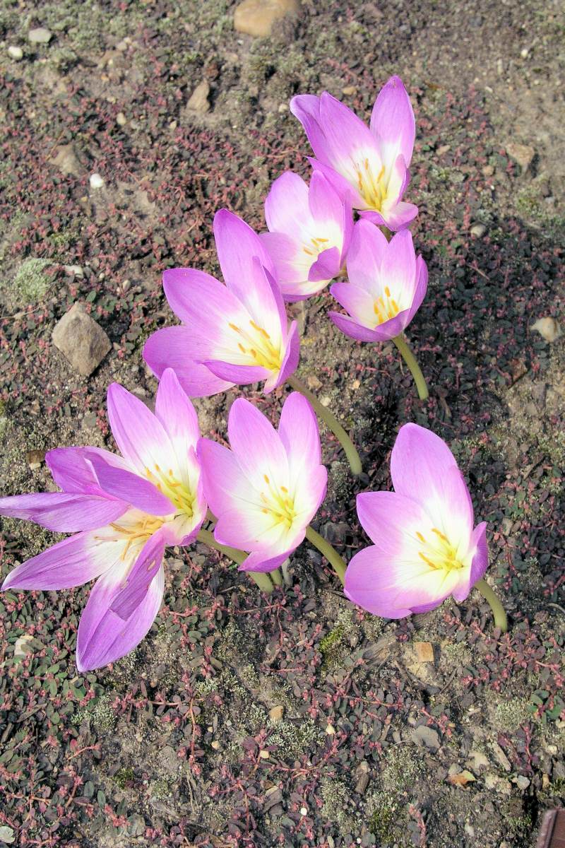 Colchicum speciosum - ocún zdobný Colchicum speciosum - ocún zdobný
