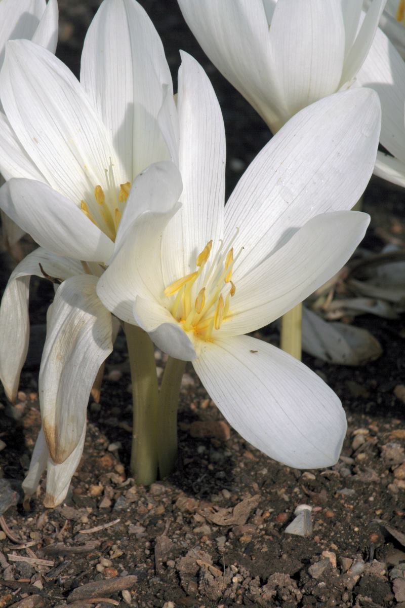 Colchicum speciosum Album - bělokvětá varianta Colchicum speciosum Album - bělokvětá varianta