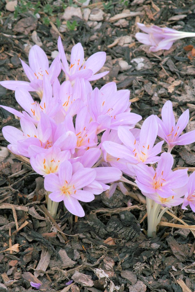 Colchicum byzantinum je přírodní hybrid neznámého původu Colchicum byzantinum je přírodní hybrid neznámého původu